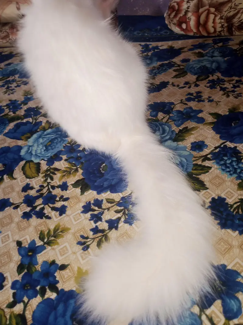 persian cat triple coated — photo 4