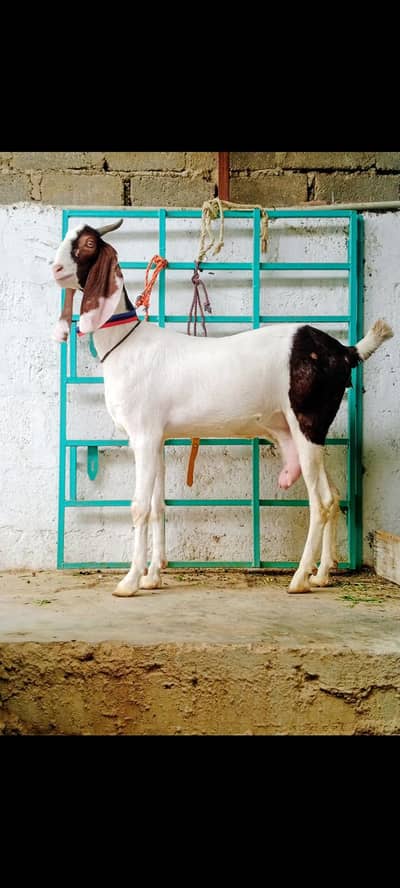 gulabi bakri