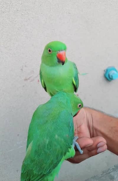 single male parrot