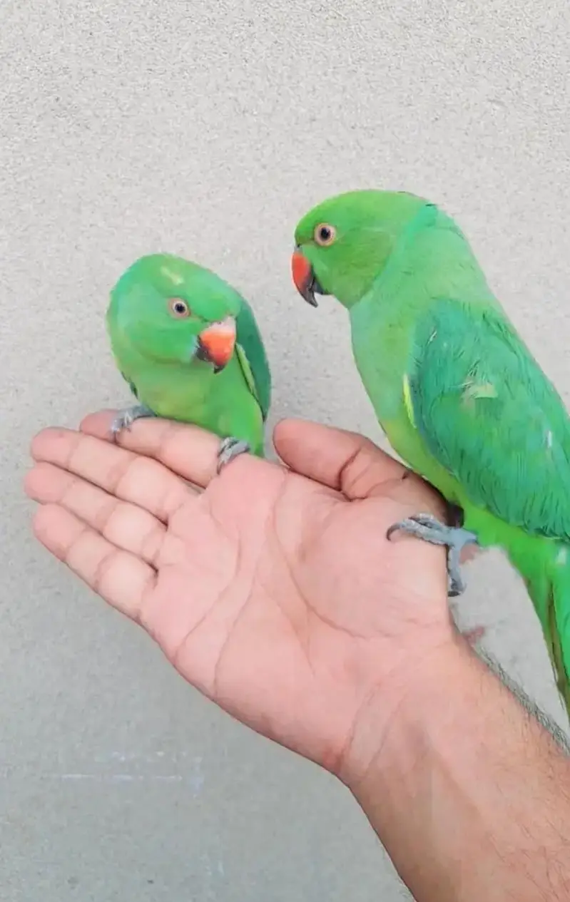 single male parrot — photo 2