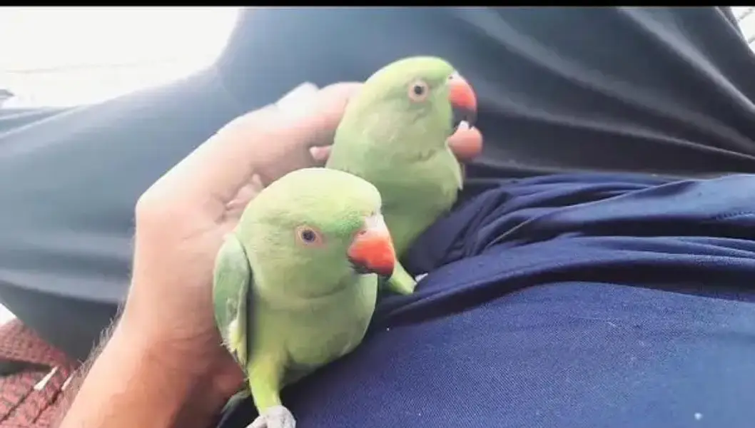 single male parrot — photo 3