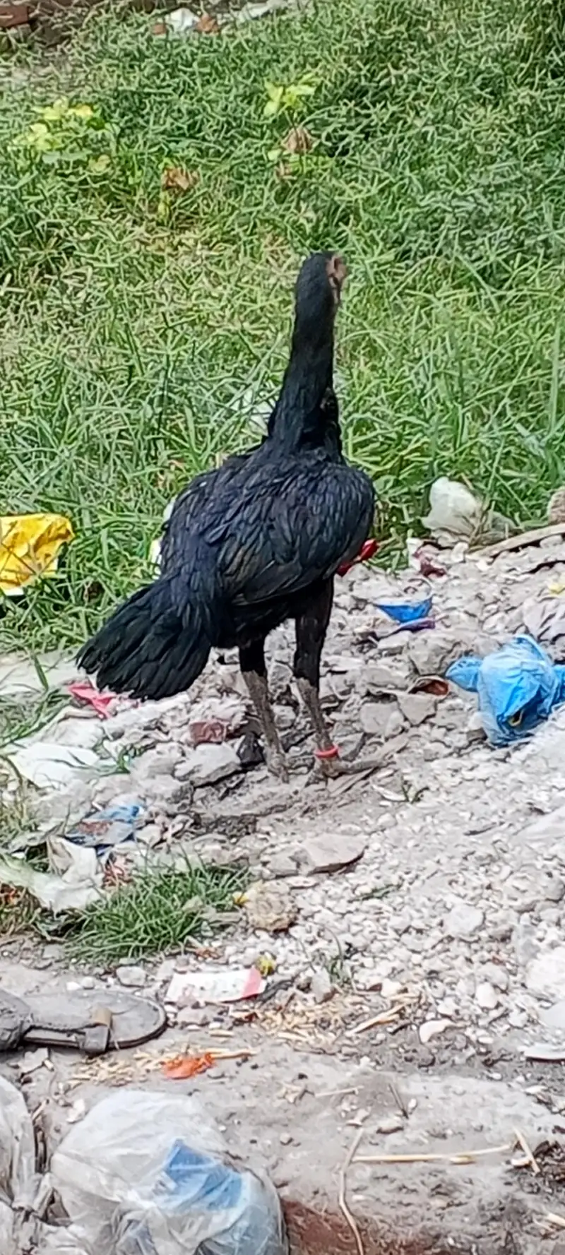 hen brand — photo 2