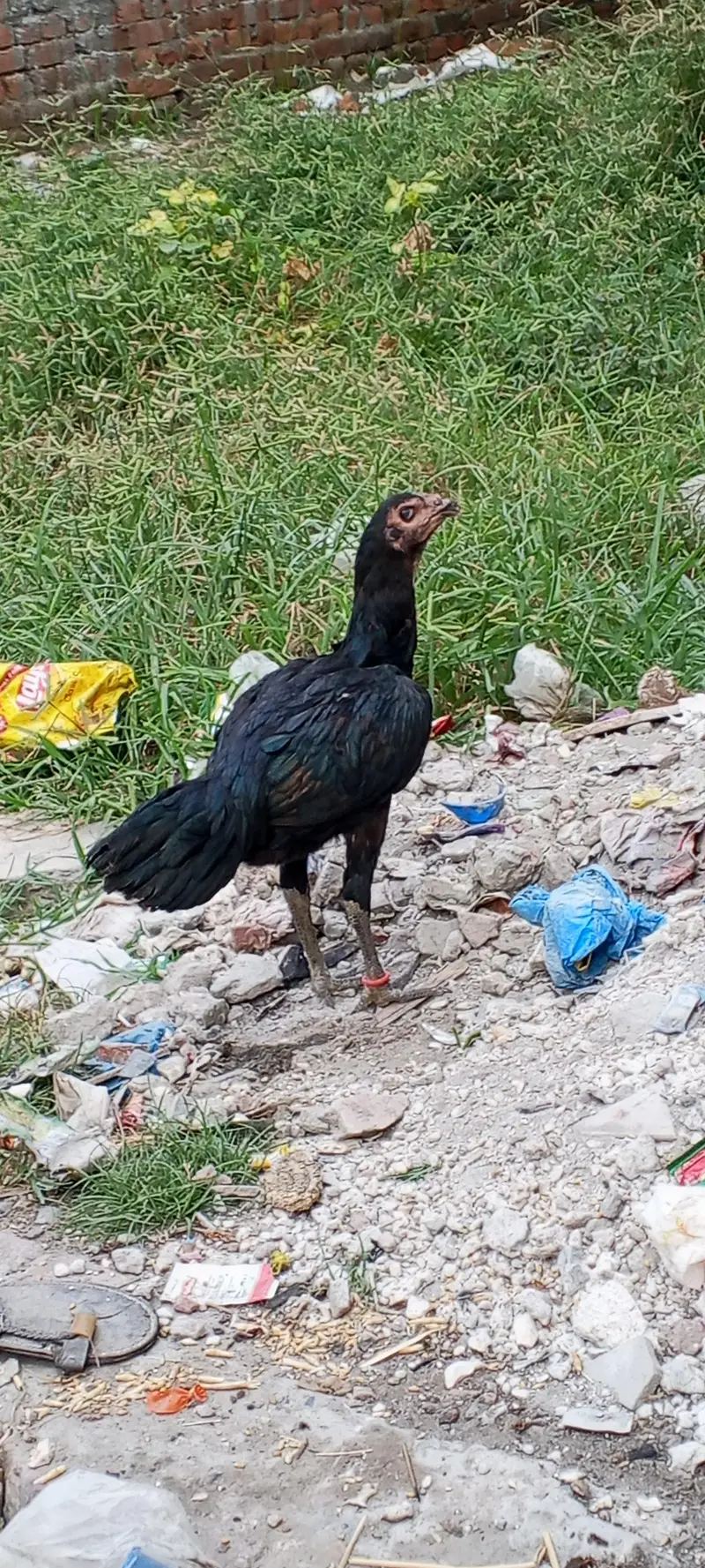 hen brand — photo 3