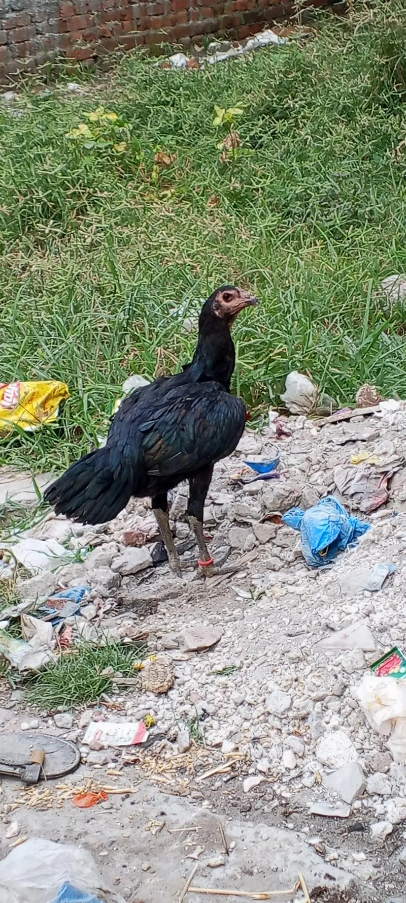 hen brand — photo 4