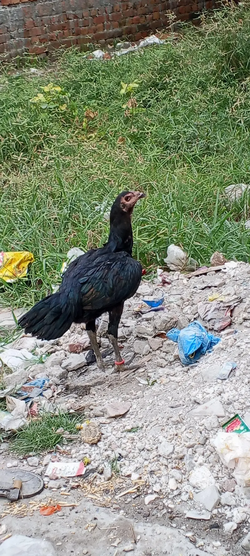 hen brand — photo 5