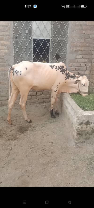 DESI Cow