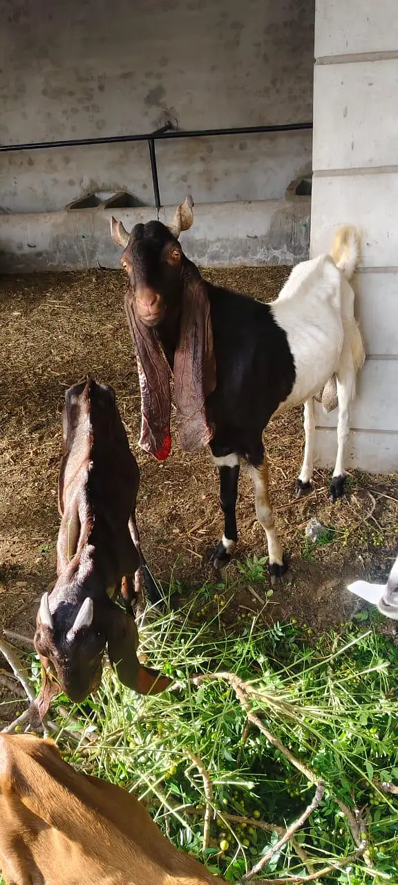 kamori breeder mal 2ur meamori Pateri Breeder Male Goat – Fresh 8 Dant — photo 2