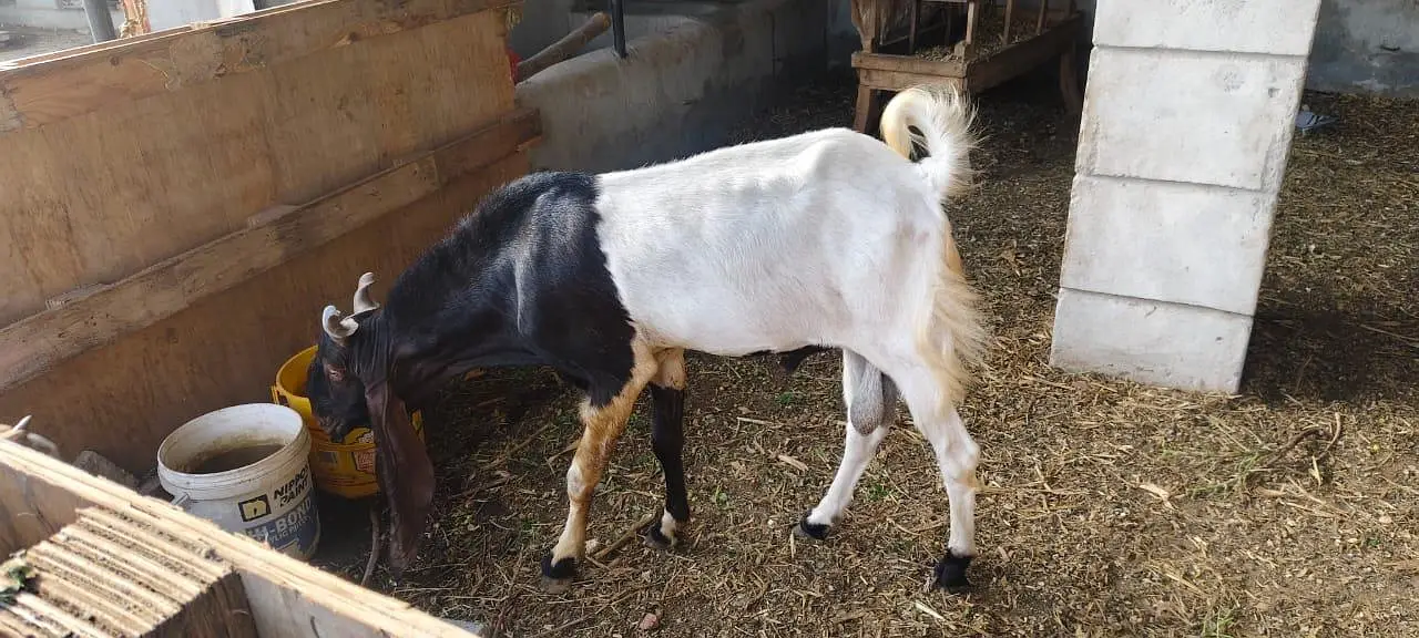 kamori breeder mal 2ur meamori Pateri Breeder Male Goat – Fresh 8 Dant — photo 3