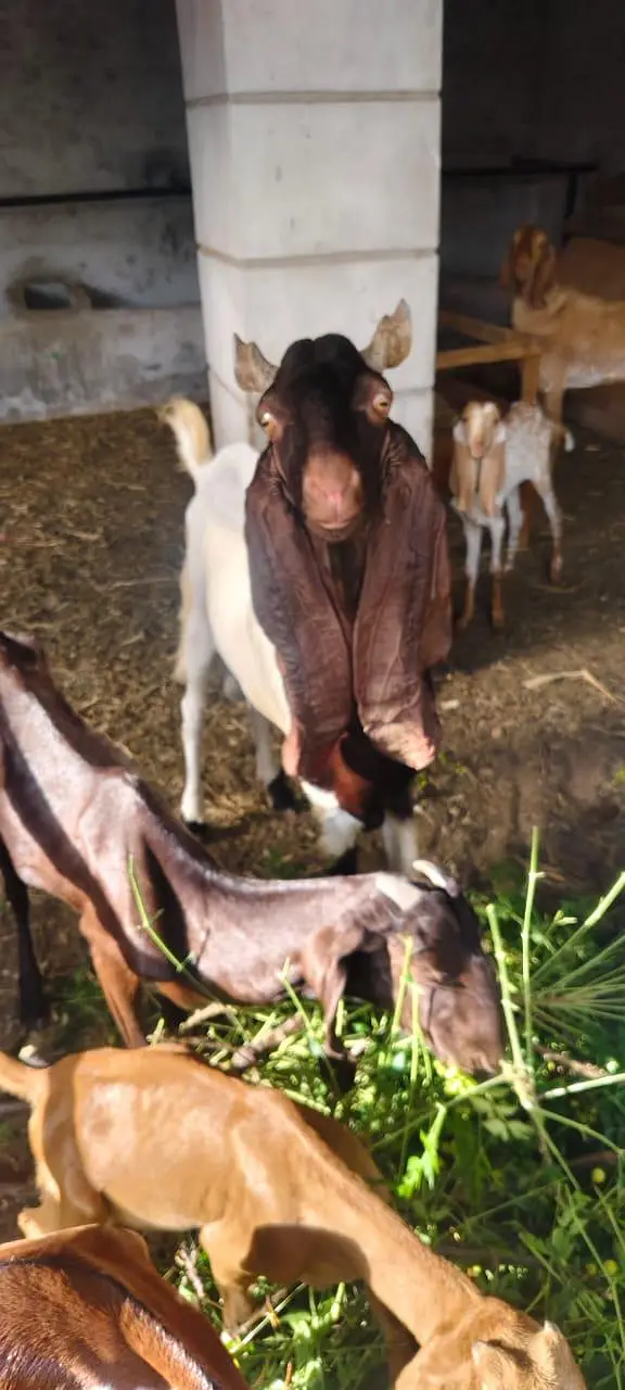 kamori breeder mal 2ur meamori Pateri Breeder Male Goat – Fresh 8 Dant — photo 4