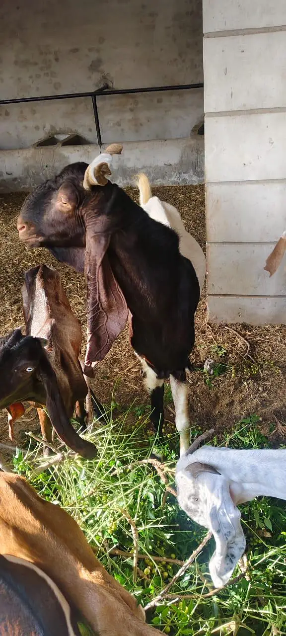 kamori breeder mal 2ur meamori Pateri Breeder Male Goat – Fresh 8 Dant — photo 5