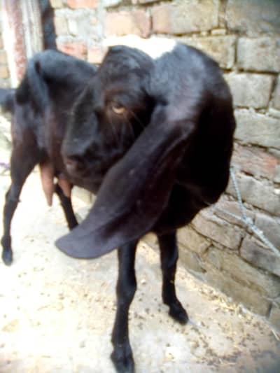 argent for sale 0301_5227413
