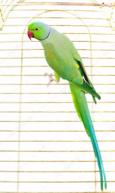 Beautiful green male sale