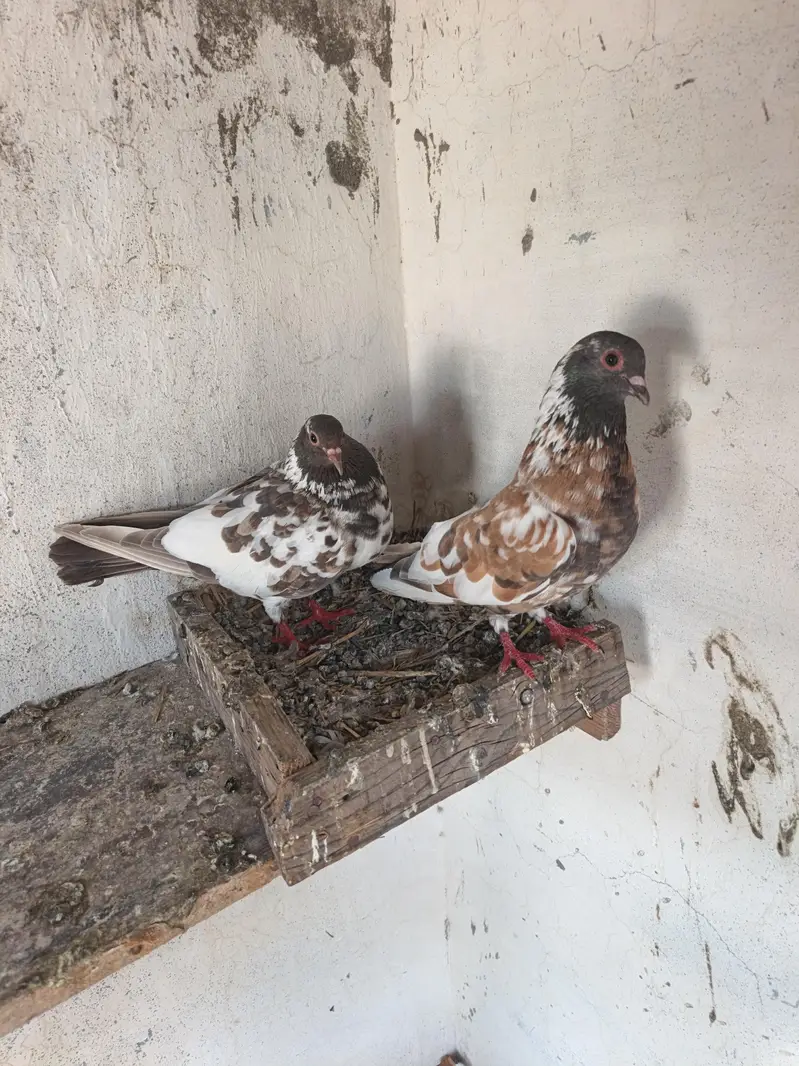 hamberay pashori — photo 2