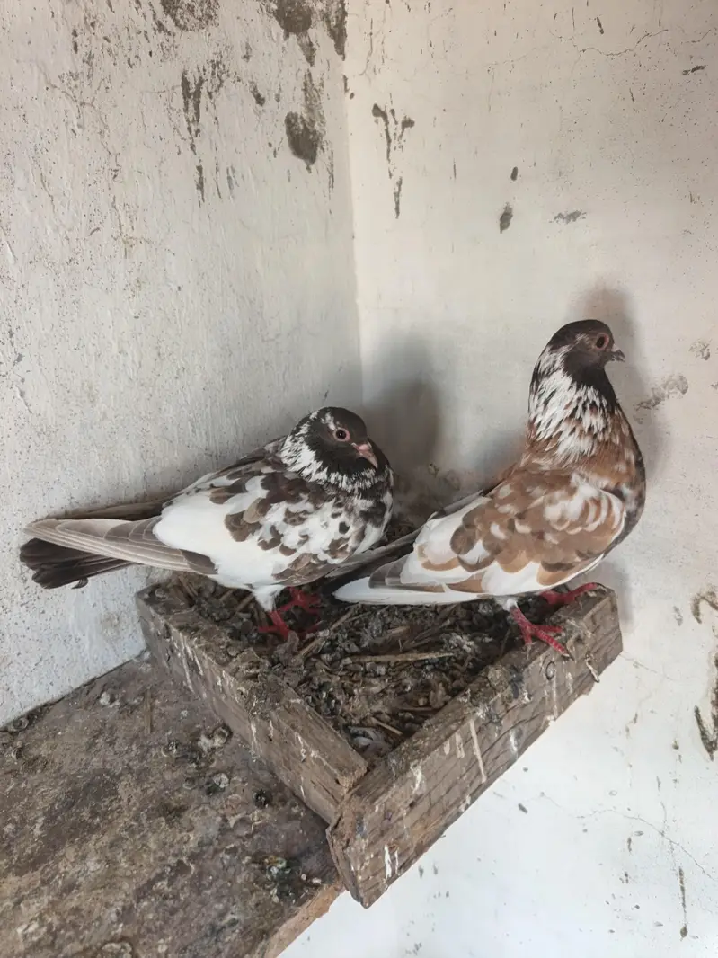 hamberay pashori — photo 3