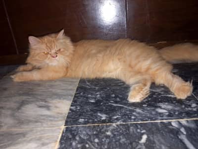 Persian cat trippalcoated punch face