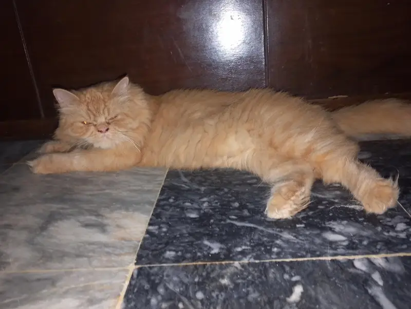 Persian cat trippalcoated punch face — photo 2