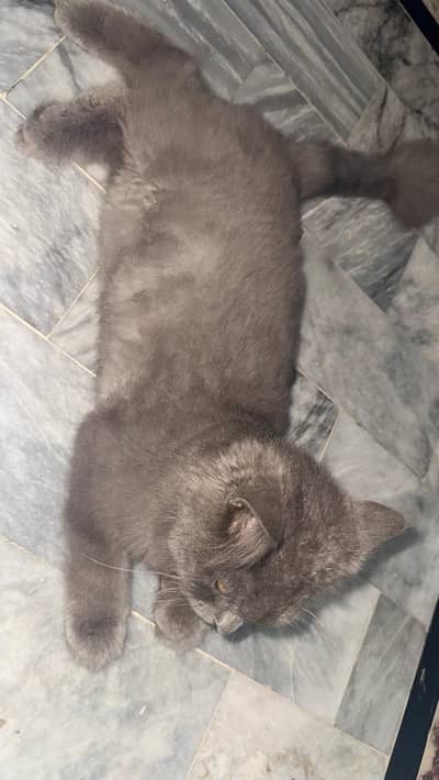 Black persian cat  triple coat australian breed