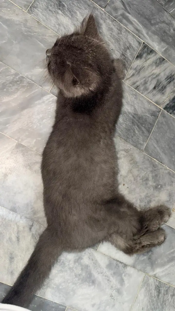 Black persian cat  triple coat australian breed — photo 2