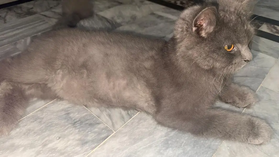 Black persian cat  triple coat australian breed — photo 3