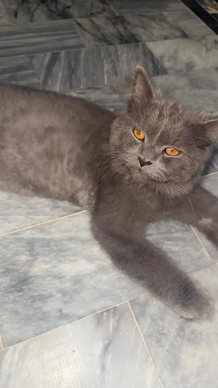 Black persian cat  triple coat australian breed — photo 4