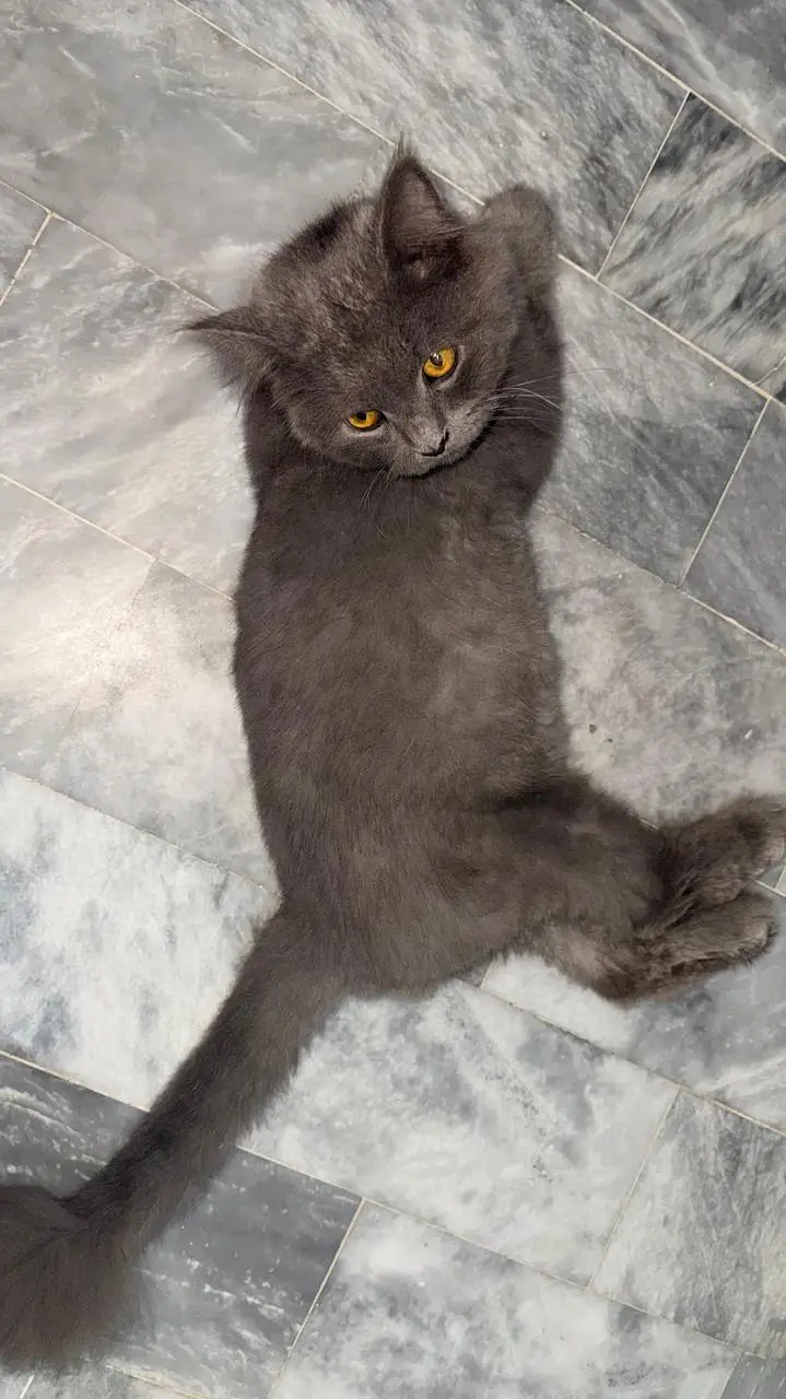 Black persian cat  triple coat australian breed — photo 5