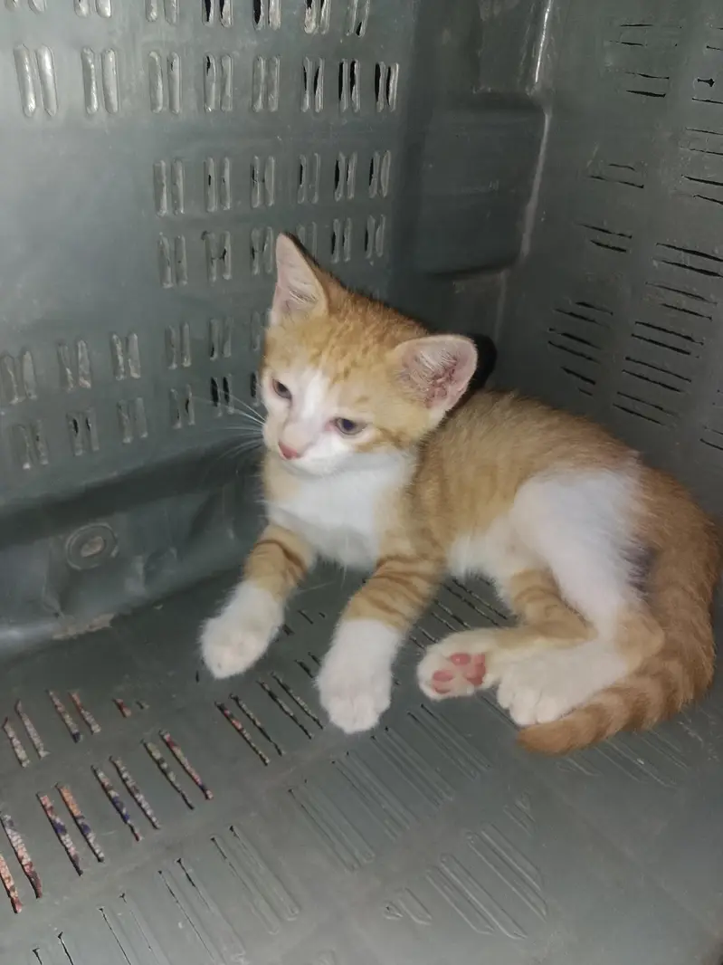 vaccine free — photo 2