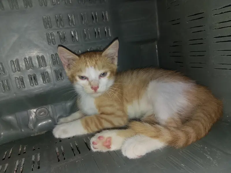 vaccine free — photo 3