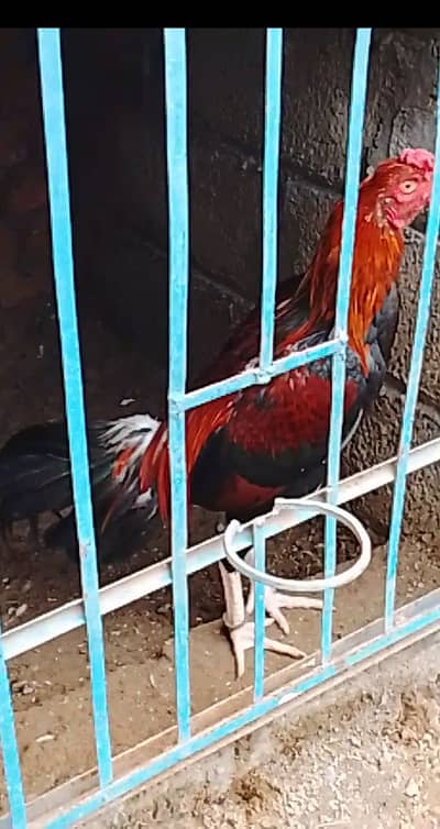 Aseel for sale