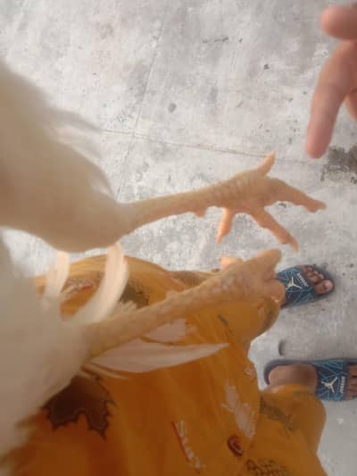 1 murga