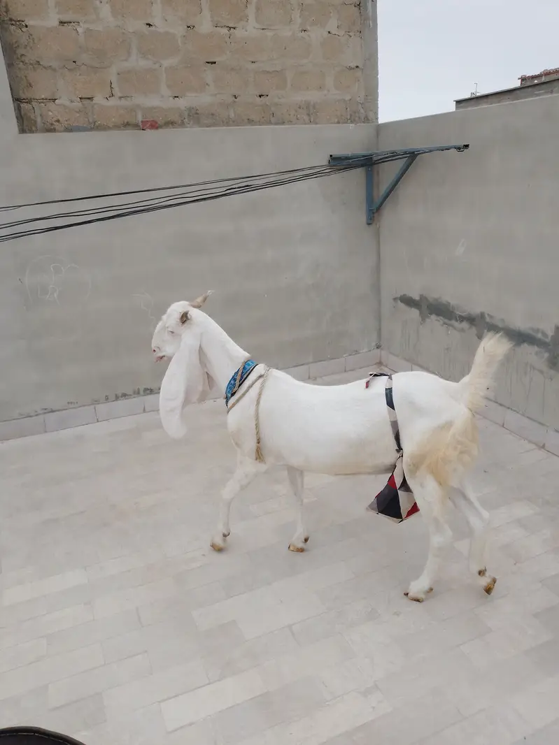 Ghulabi bakri 1 month ki cross ha — photo 2