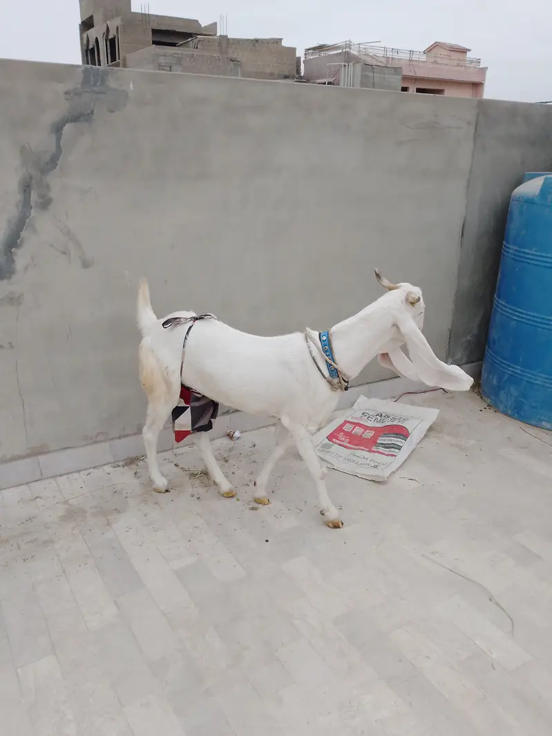 Ghulabi bakri 1 month ki cross ha — photo 3