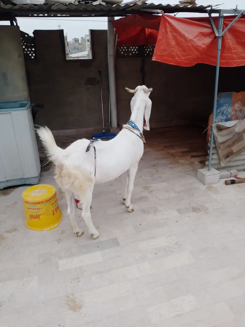 Ghulabi bakri 1 month ki cross ha — photo 4