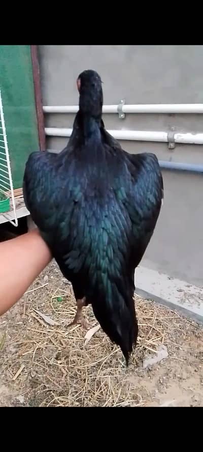 aseel mushki female with two chicks