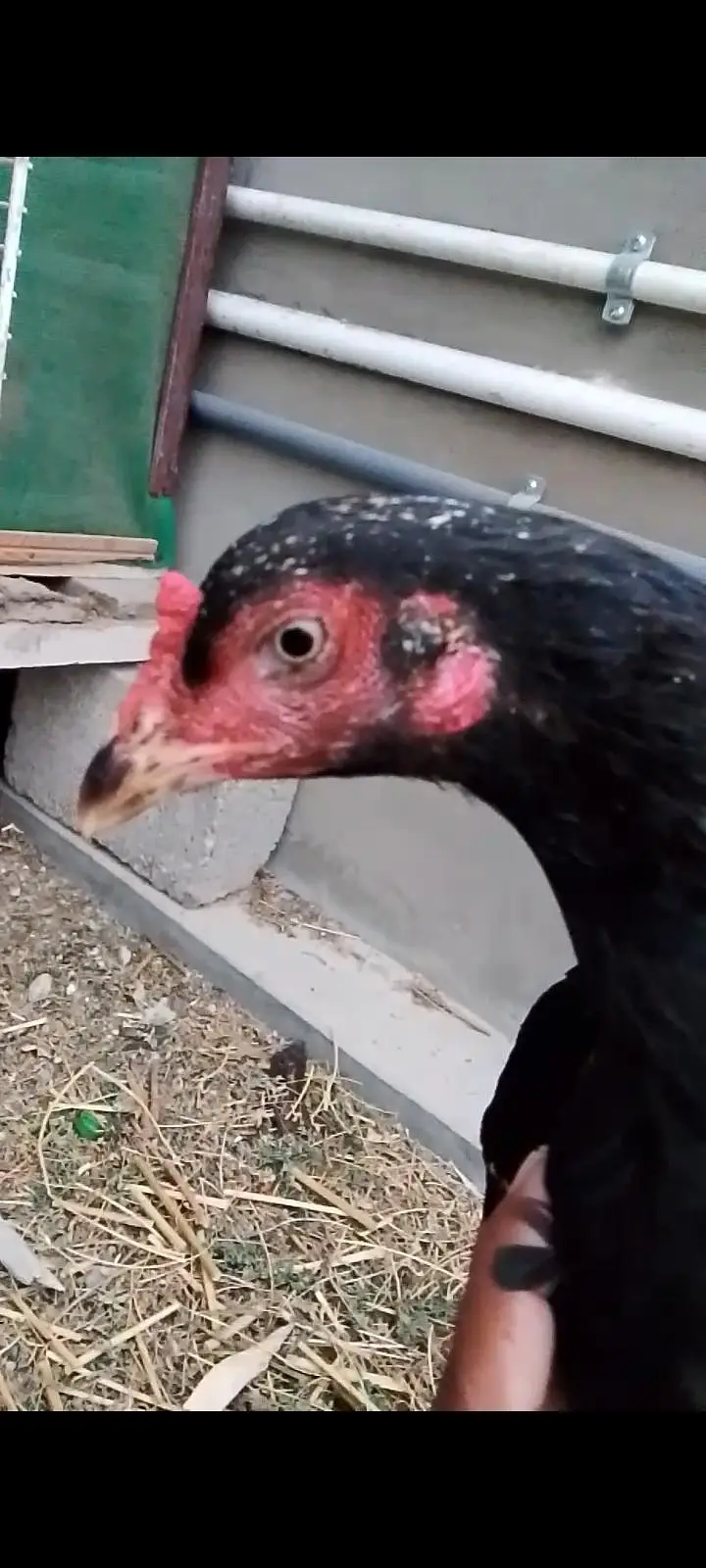aseel mushki female with two chicks — photo 2