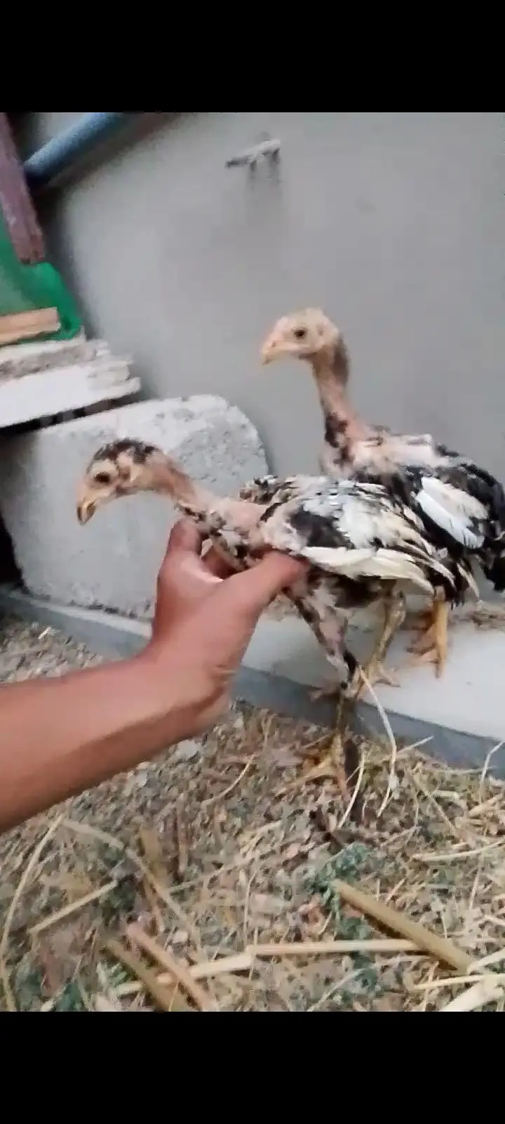 aseel mushki female with two chicks — photo 4