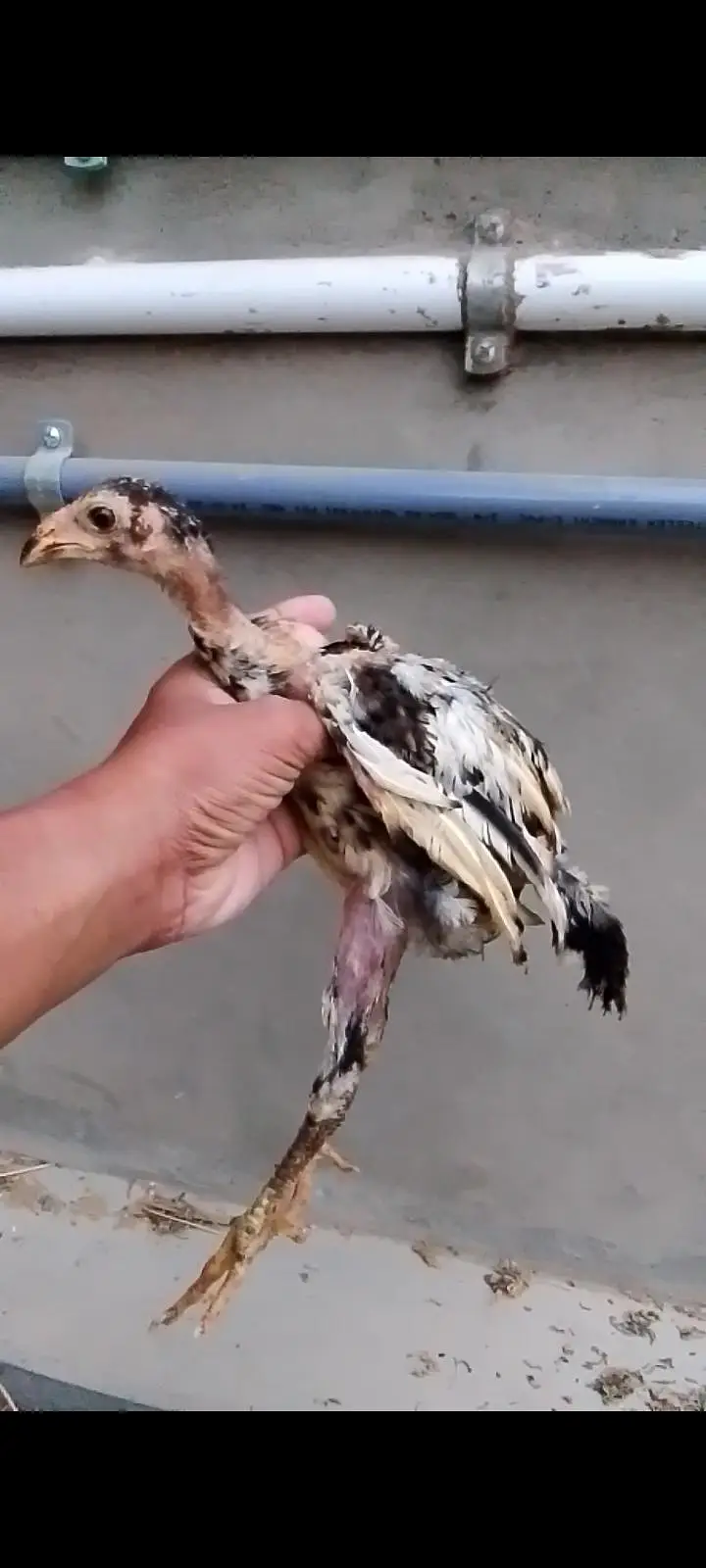 aseel mushki female with two chicks — photo 5