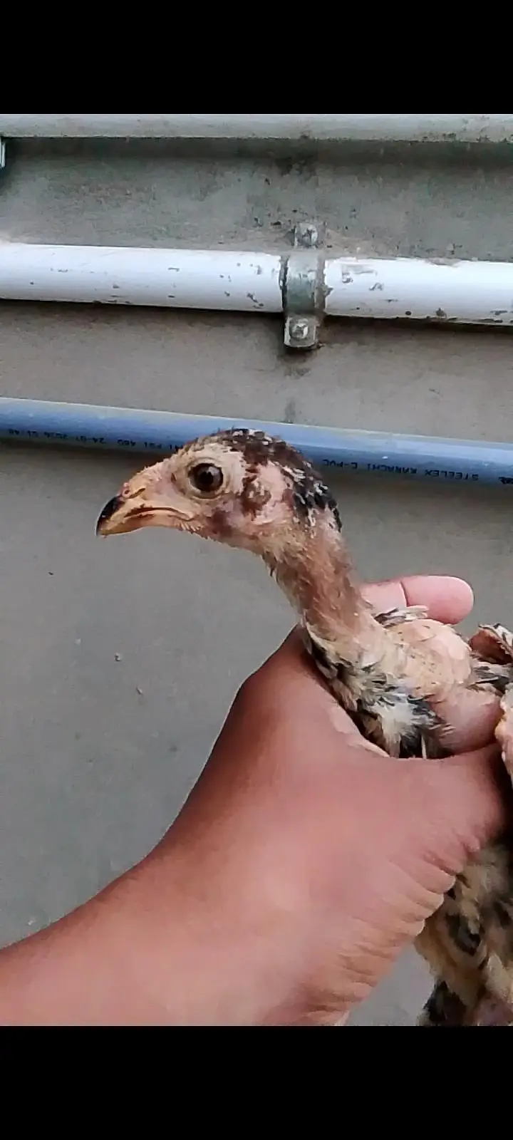 aseel mushki female with two chicks — photo 6