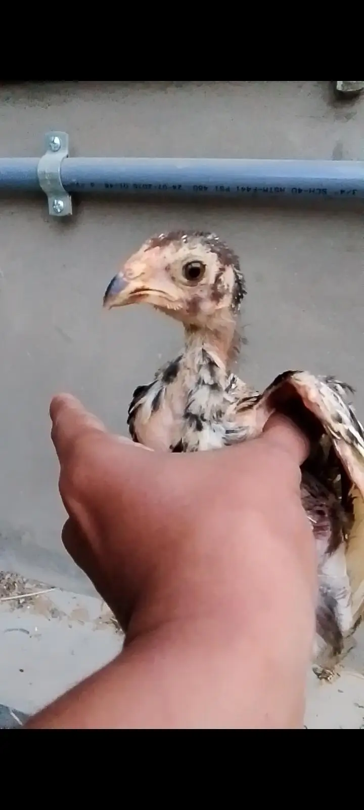 aseel mushki female with two chicks — photo 7