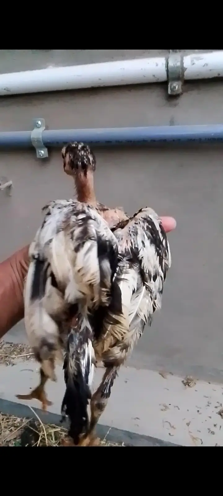 aseel mushki female with two chicks — photo 8