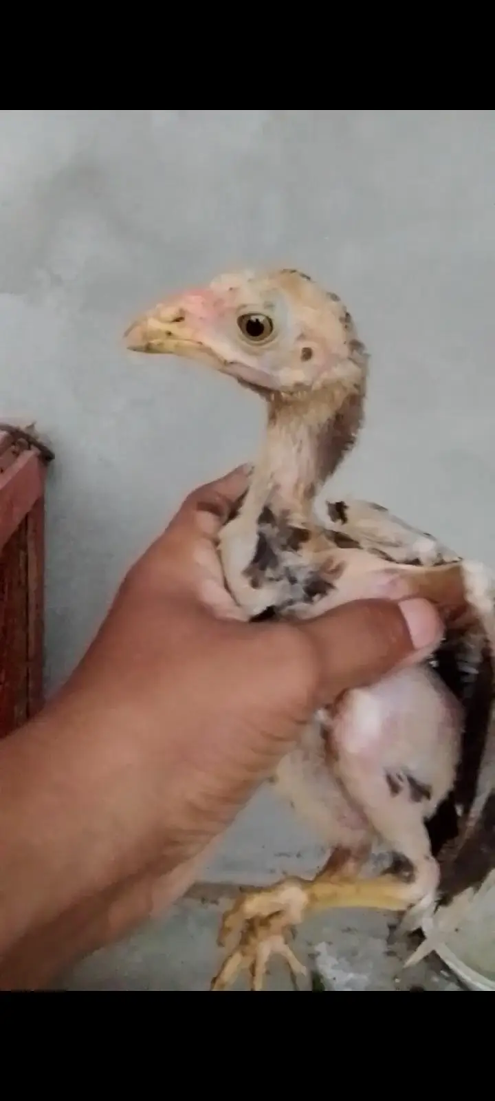 aseel mushki female with two chicks — photo 9