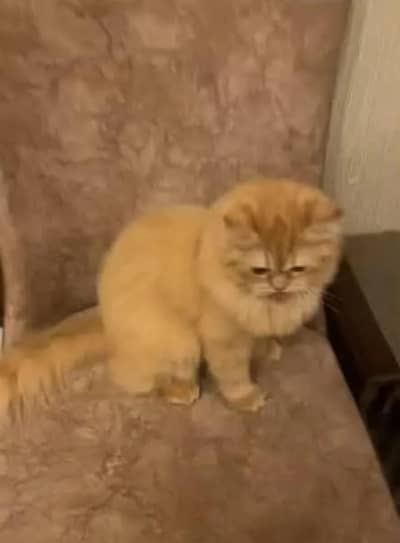it's a very playful cat & it's very cutest cat