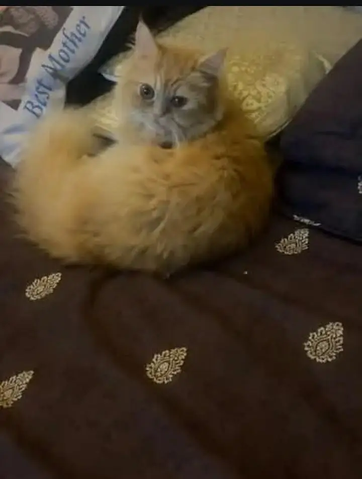 it's a very playful cat & it's very cutest cat — photo 2