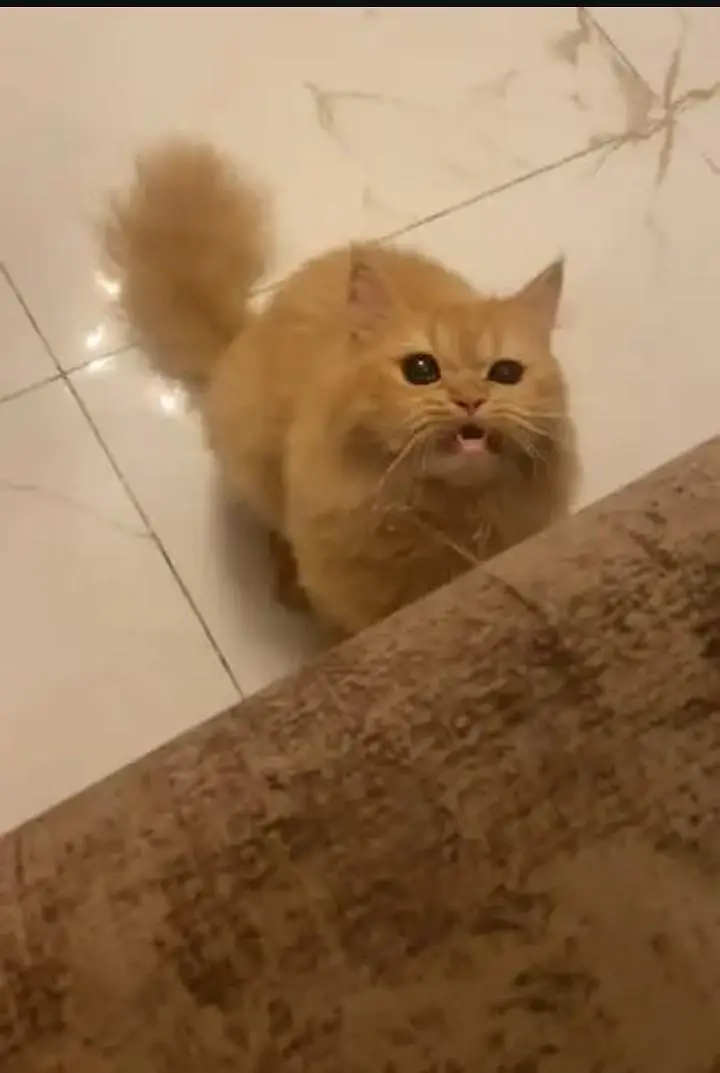 it's a very playful cat & it's very cutest cat — photo 3