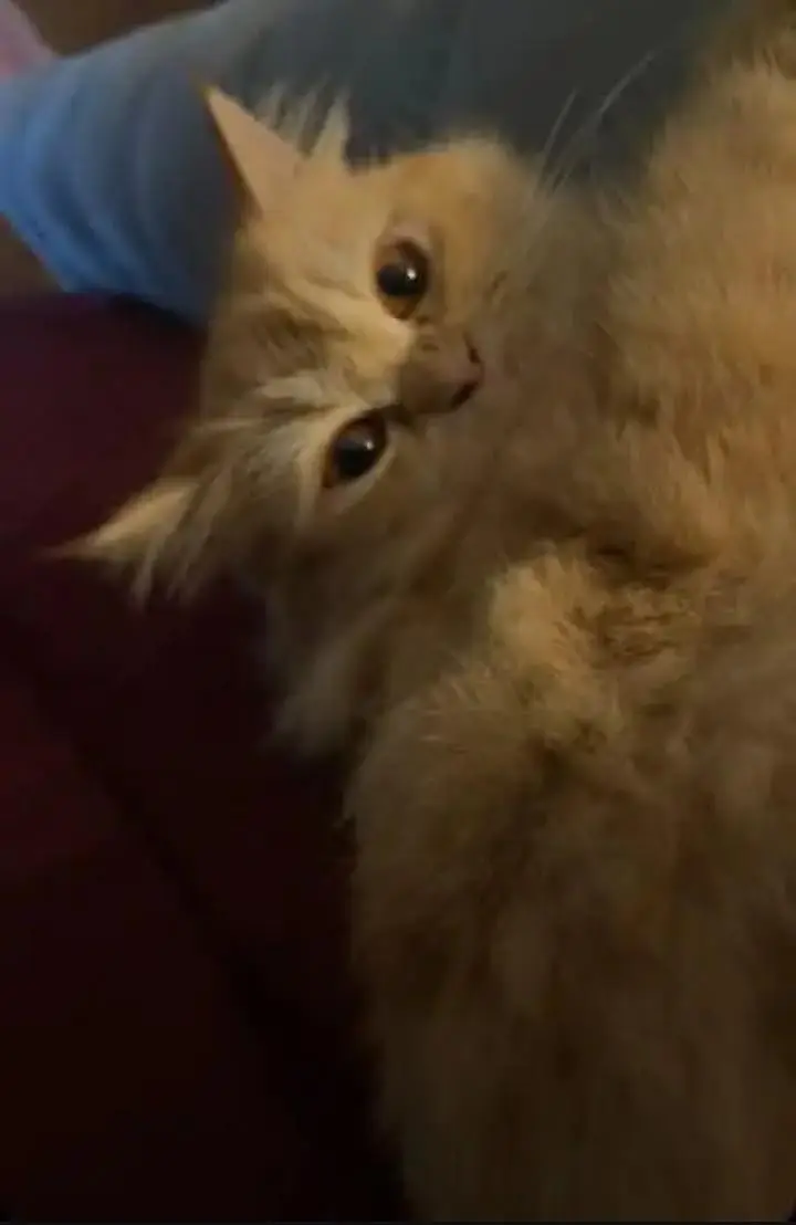 it's a very playful cat & it's very cutest cat — photo 4
