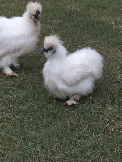 Silkie Male for Sale