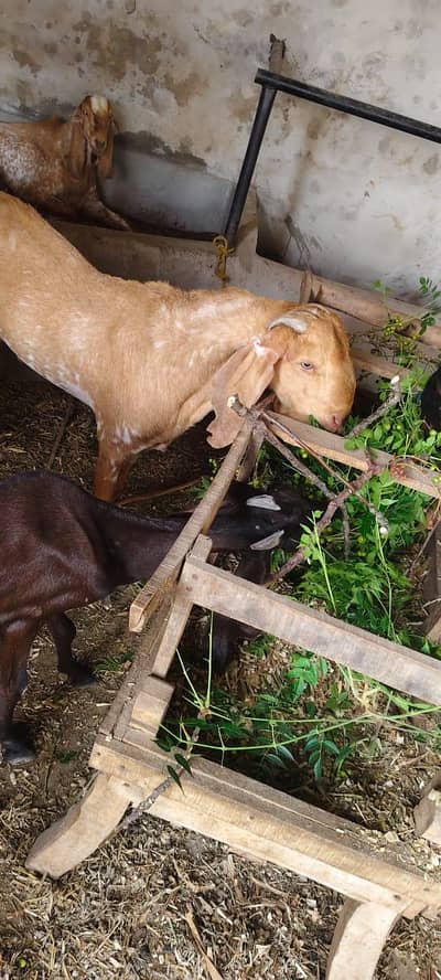 makhi cheena breeder male