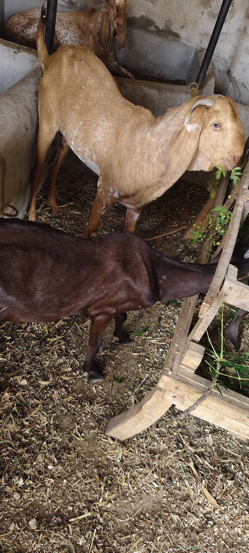 makhi cheena breeder male — photo 3