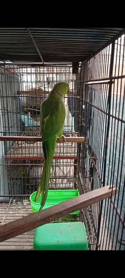 Green ringeck male for sale