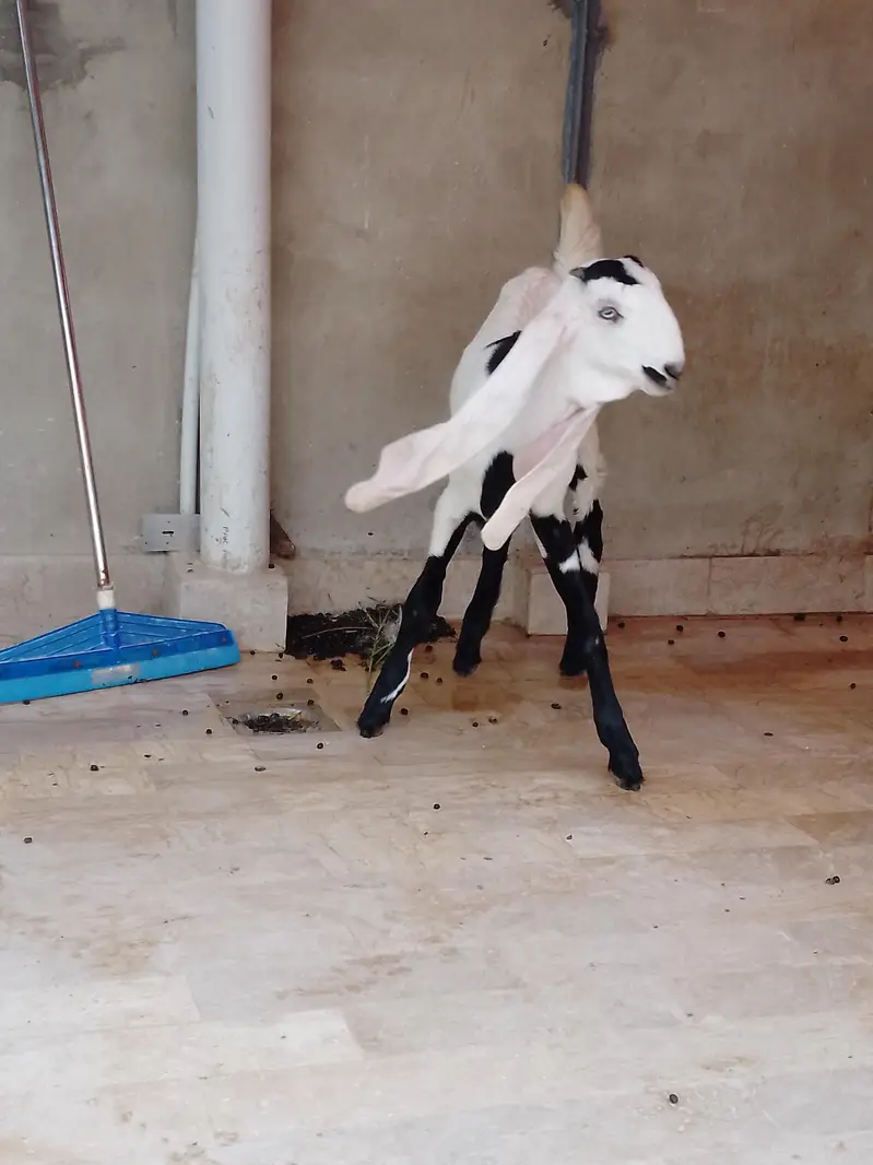 faslabadi bakri ha ha 5 months ki — photo 2