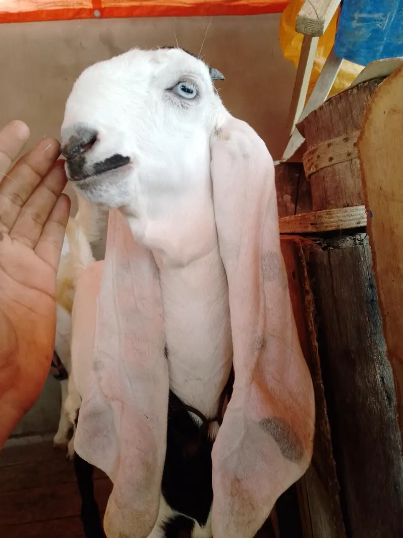 faslabadi bakri ha ha 5 months ki — photo 3